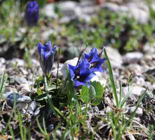 Blumen im Edelweisstal