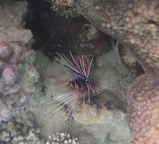 Strahlen - Feuerfisch