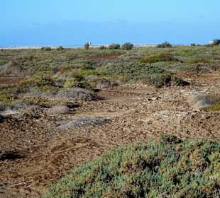 In der Salzmarsch der Playa del Matorral