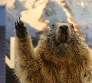 Reisen ins Murmeltierland