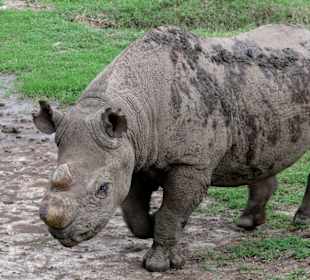 Baracka - das zahme Nashorn