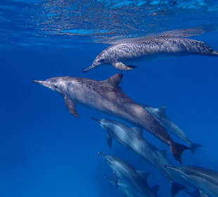 Delfinausflug