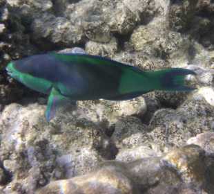 Schnorcheln Makadi Bay