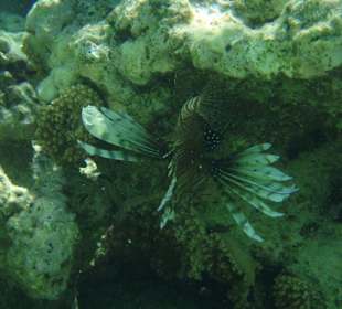 Rotfeuerfisch in Strandnähe