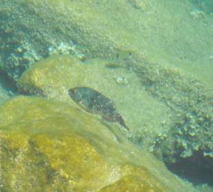Fische im Hafenbecken / Puerto de Mogan