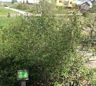 Strauchlehrpfad