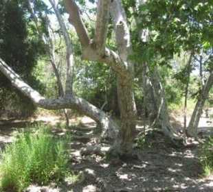 Schatten, aber nicht nur!