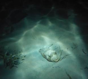 Schnorcheln Marsa Alam