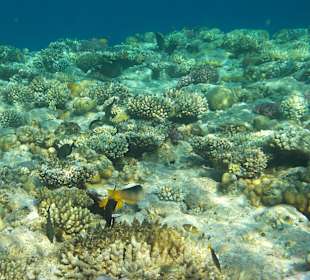 Koralen und Fische