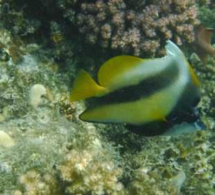 Schnorcheln Abu Dabbab