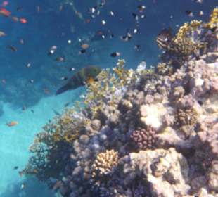 Schnorcheln Brayka Bay Marsa Alam
