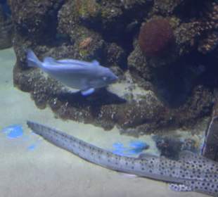 National Aquarium Malta