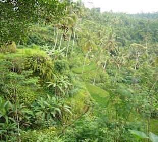 Reisterrassen von Ubud