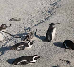 Boulders Beach
