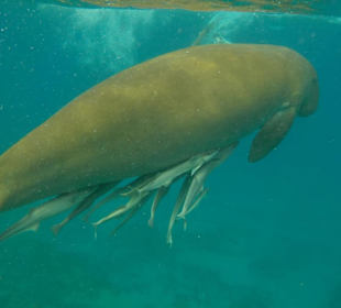 Seekuh-Dugong-Marsa Alam Ausflüge