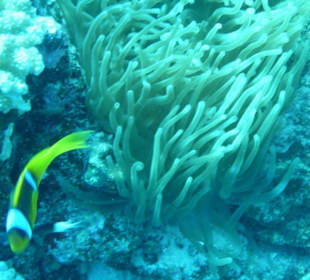 Nemo