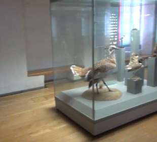 Naturkundemuseum 