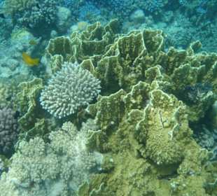 Hausriff am Makadi Palace / Makadi Spa Hotel