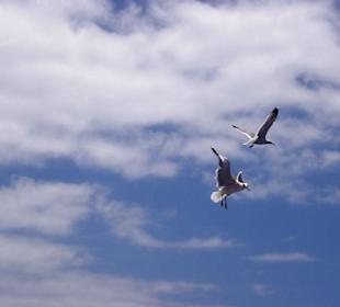 Fressen beim Fliegen