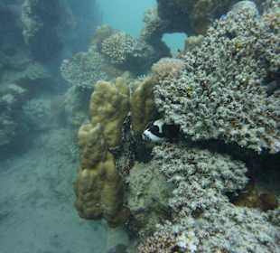 Übergang zum Aussenriff