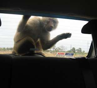 Safari Zoo