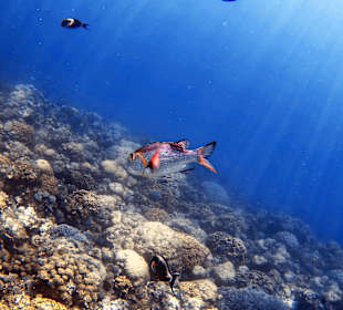 Schnorcheln Marsa Alam