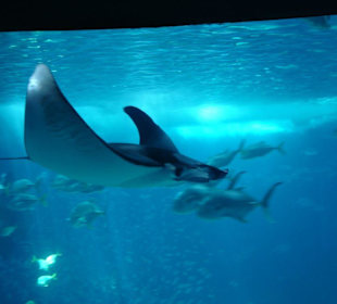 Ein großer Rochen in der Nahaufnahme!