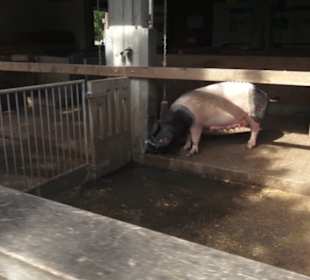 Hohenloher Freilandmuseum