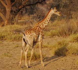 Giraffe