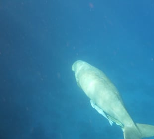 Berta, die alte Seekuh