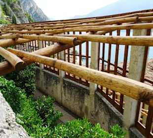 Rundgang durch das Zitronengewächshaus