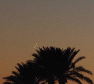 Palmen und der Mond 