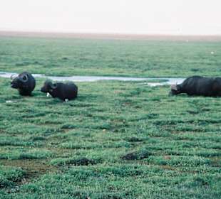 Park Narodowy Tsavo West