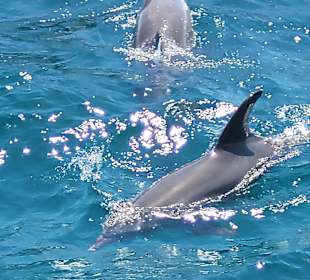 Delfin Tour Hurghada