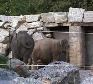 Coppia di elefanti indiani