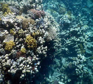 Schnorcheln in der Lagune