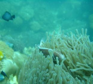 Marine Nationalpark viele bunte Fische