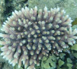 Acropora