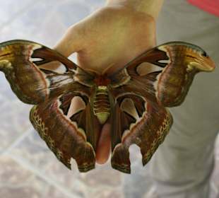 Bali-Butterfly-Park (West-Bali)