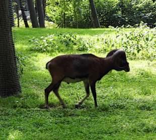 Wildparkimpressionen