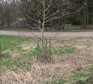 Unterjesinger Wengertwegle