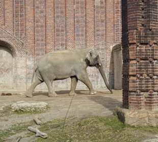 Elefant flott unterwegs