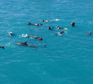 Schwimmen mit Delfinen