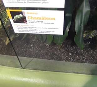 Südamerika Bereich - Löwenhaus