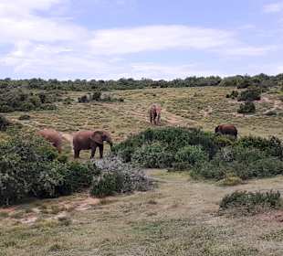 Addo Elephant Park