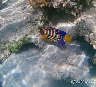 Schnorcheln Marsa Alam