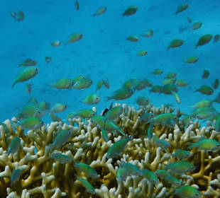 Schnorcheln Soma Bay