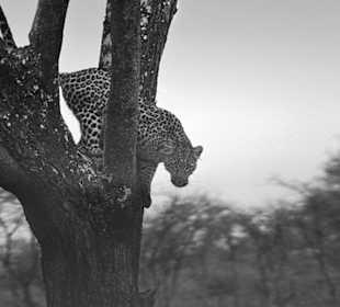 Uwaga na drapiezniki