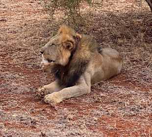 Sehr „königlich“