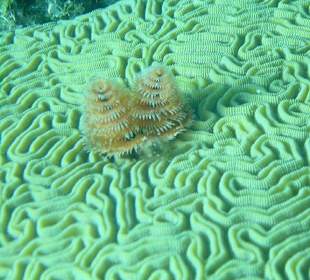 Tauchen in Boca Chica mit Caribbean Divers